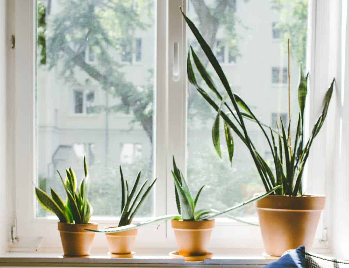Do indoor plants purify the air effectively? -new science settles the issue