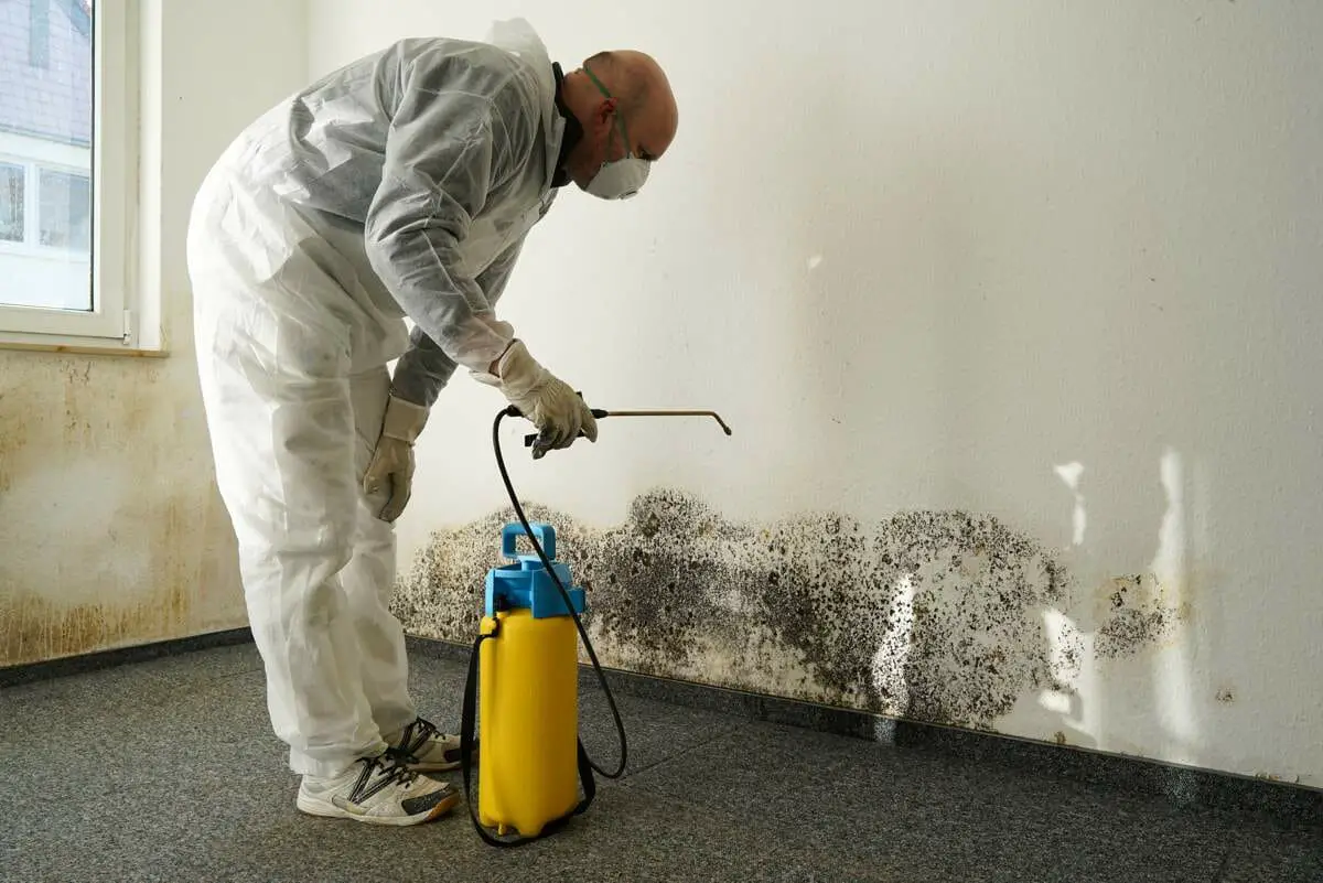 Do Air Purifiers Help With Mold?-Yes but 4 other things are “crucial”