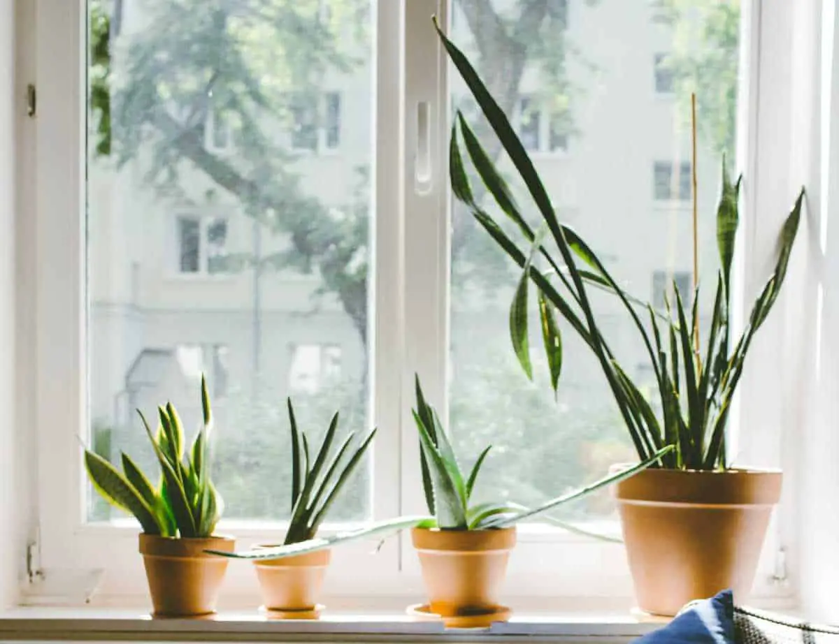 Do indoor plants purify the air effectively? -new science settles the issue