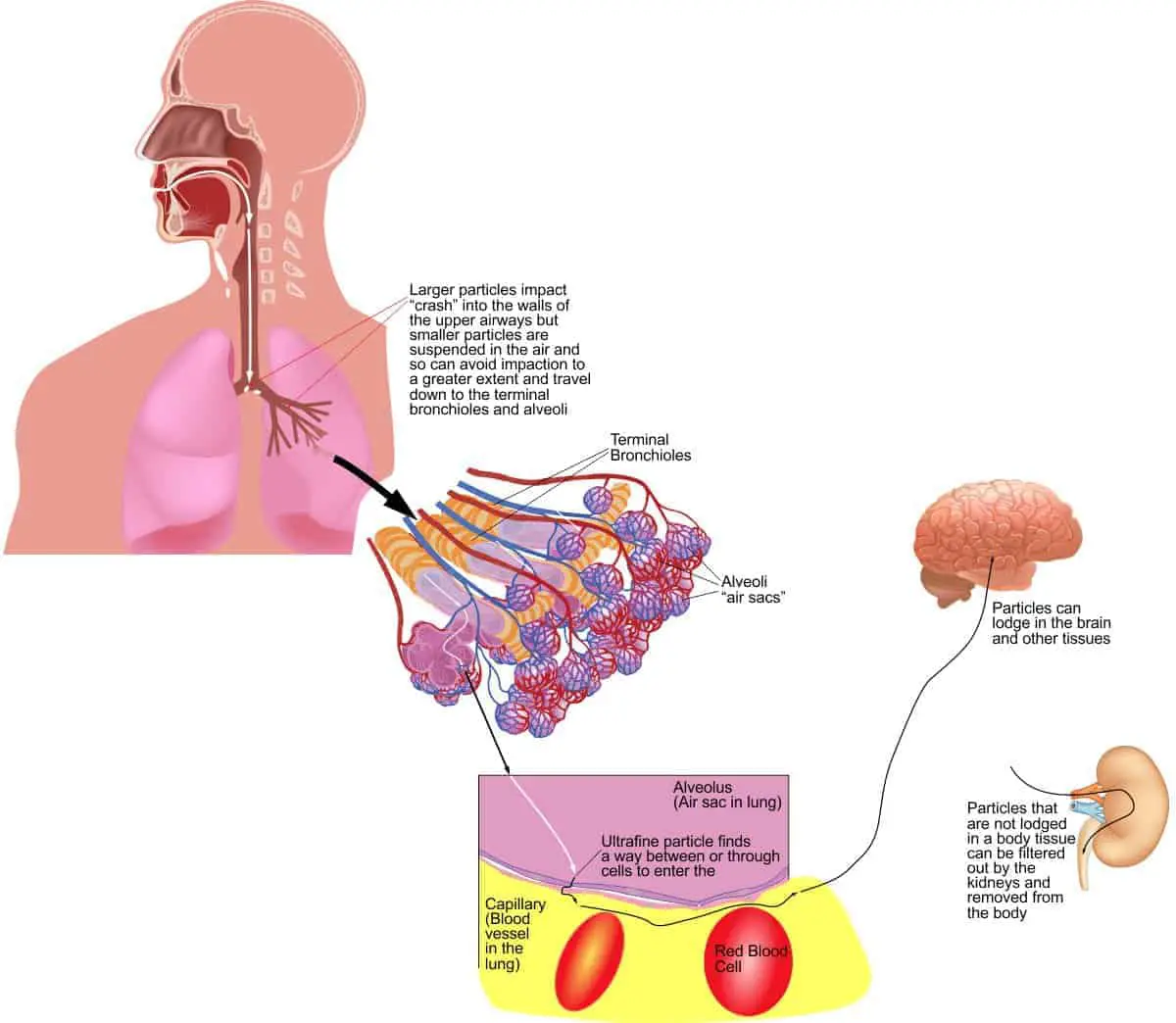 Mechanism by which ultrafine particles enter the alveoli and then are so small that they can slip through both the alveolar cells lining the alveoli and the endothelial cells lining the capillary and enter the bloodstream. Once they are in the bloodstream, they can travel to any organ or tissue in the body including the brain. 